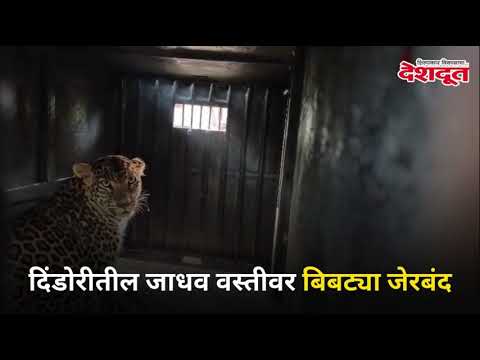 दिंडोरीतील जाधव वस्तीवर बिबट्या जेरबंद | Dindori | Leopard | Nashik