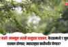 मान्सून
