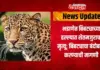 बिबट्याच्या