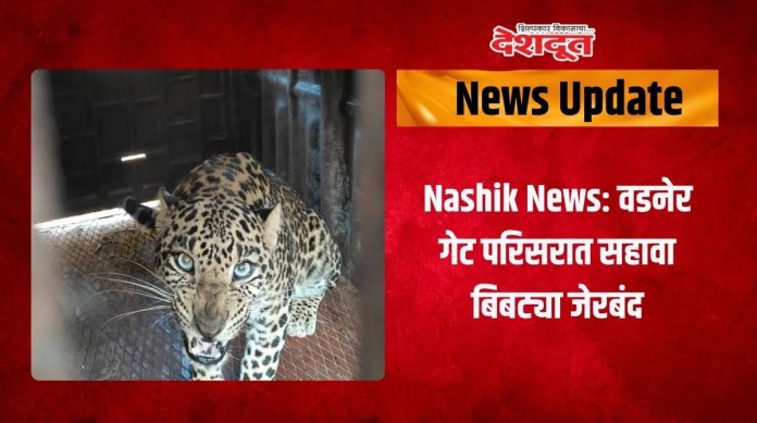 बिबट्या