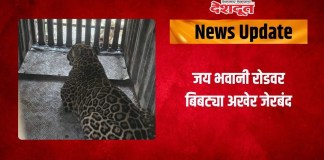 बिबट्या