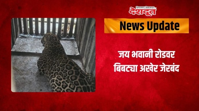 बिबट्या