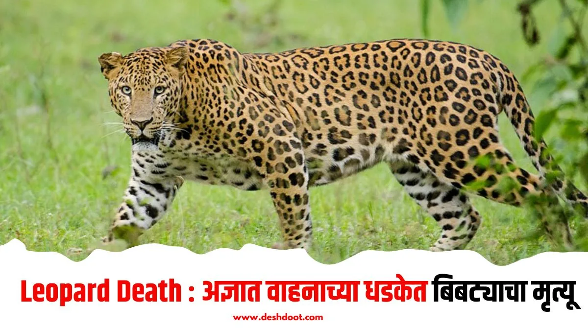 Leopard Death : अज्ञात वाहनाच्या धडकेत बिबट्याचा मृत्यू - Deshdoot