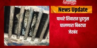 बिबट्या