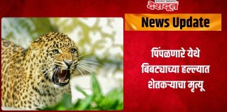 बिबट्याच्या