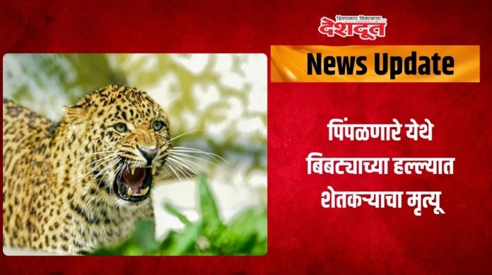 बिबट्याच्या