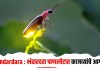 Bhandardara : भंडारदरा पाणलोटात काजव्यांचे आगमन