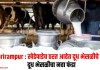 Shrirampur : खेडेपाडेच ठरत आहेत दूध भेसळीचे केंद्र