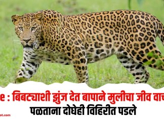 Akole : बिबट्याशी झुंज देत बापाने मुलीचा जीव वाचवला; पळताना दोघेही विहिरीत पडले