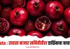 Rahata : राहाता बाजार समितीतील डाळिंबाचा वाचा भाव