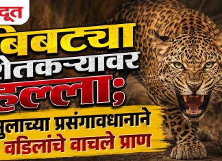बिबट्या शेतकऱ्यावर हल्ला; मुलाच्या प्रसंगावधानाने वडिलांचे वाचले प्राण