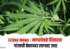 Crime News : नागरदेवळे शिवारात गांजाची बेकायदा लागवड उघड