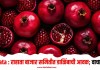 Rahata : राहाता बाजार समितीत डाळिंबाची आवक; वाचा भाव