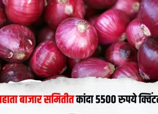 राहाता बाजार समितीत कांदा ५५०० रुपये क्विंटल