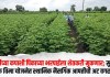 गतवर्षीच्या कपाशी पिकाच्या भरपाईला शेतकरी मुकणार; सुधारित पिक विमा योजनेत स्थानिक नैसर्गिक आपत्तीची अट वगळली