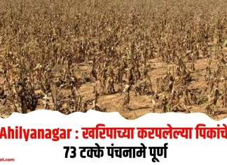 Ahilyanagar : खरिपाच्या करपलेल्या पिकांचे 73 टक्के पंचनामे पूर्ण