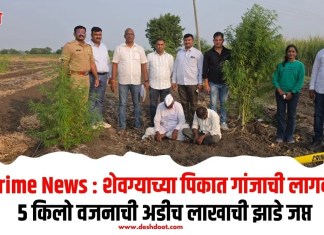 Crime News : शेवग्याच्या पिकात गांजाची लागवड