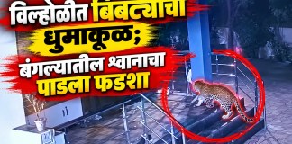 बिबट्याचा