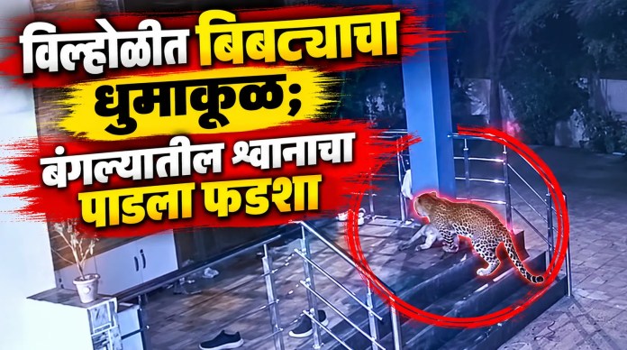 बिबट्याचा