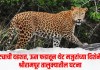 बिबट्याची दहशत, ऊस फडातून थेट मजुरांच्या दिशेने झेप; श्रीरामपूर तालुक्यातील घटना
