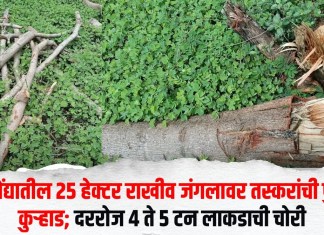 श्रीगोंद्यातील २५ हेक्टर राखीव जंगलावर तस्करांची पुन्हा कुऱ्हाड; दररोज ४ ते ५ टन लाकडाची चोरी